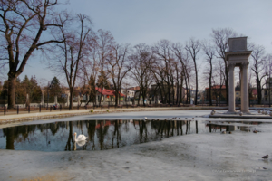 Powróciły łabędzie i kaczki